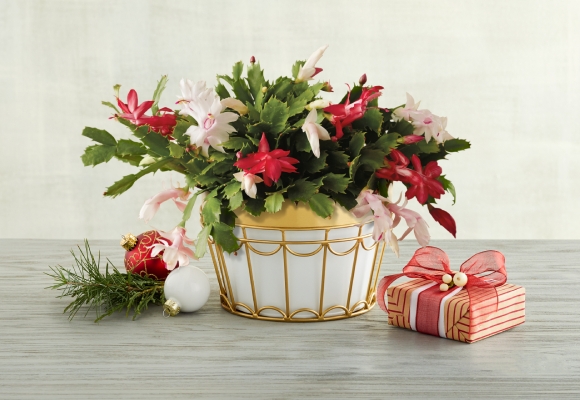 
Bestselling Floral Gifts
